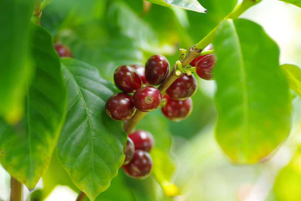 ♪　恋を忘れた哀れな男に　♪