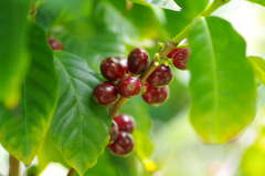 ♪　恋を忘れた哀れな男に　♪