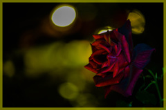 NIGHT OF THE ROSE GARDEN