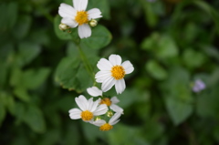 よくある花みっけ
