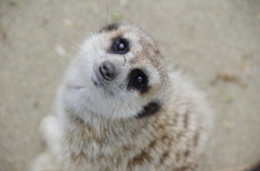 お呼びですかい？