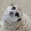 お呼びですかい？