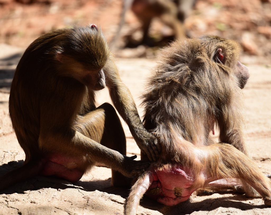 長隆野生動物園②