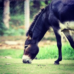 東莞香市動物園②