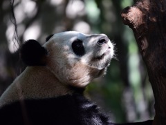 長隆野生動物園⑥