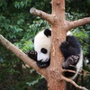熊猫基地①
