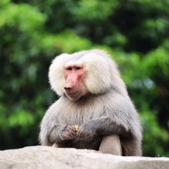 東莞香市動物園①