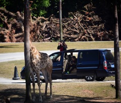 長隆野生動物園⑧