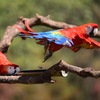 長隆野生動物園④