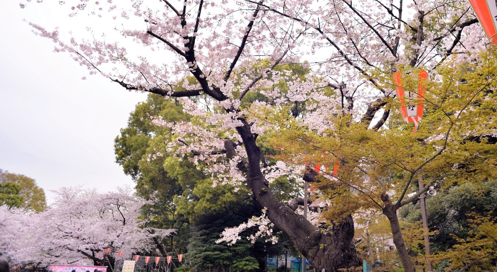 王道の上野公園