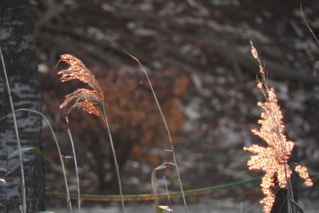 ほら　灯りがともっているでしょう　