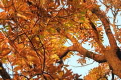 頭の上上にオレンジのレースが・・