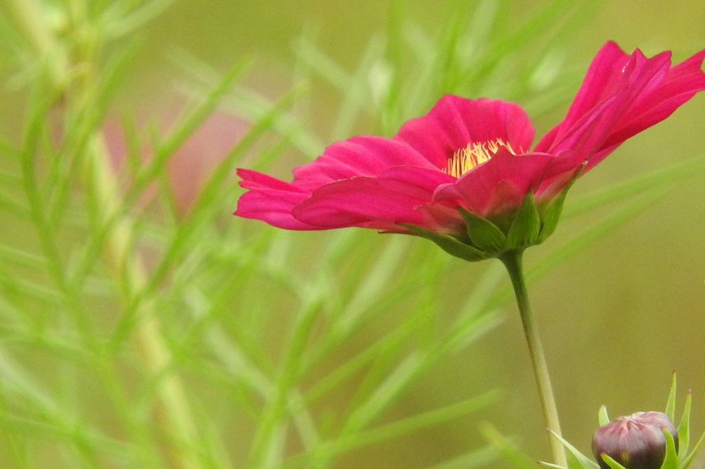 曼珠沙華の後は・・・