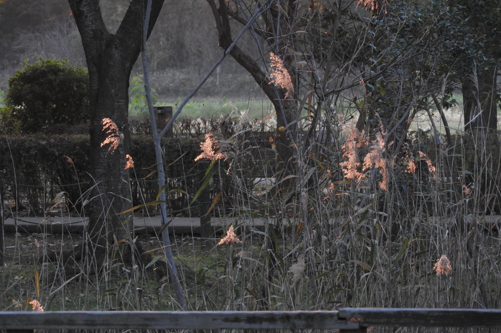 夕陽からのイルミネーション