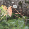 貴方と私（別れの季節)