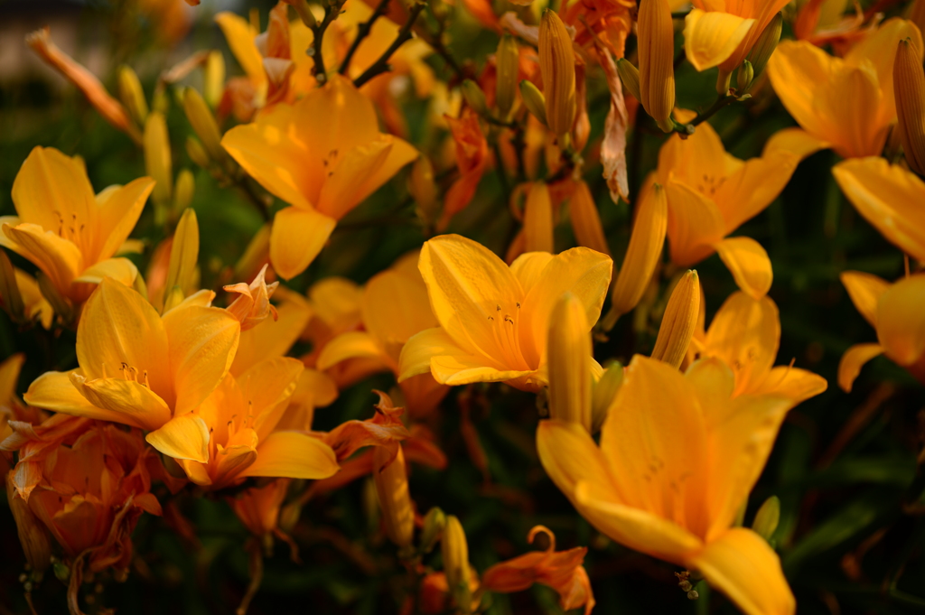 ご近所の花