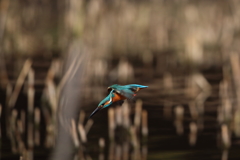 カワセミ