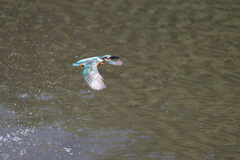 水がらみ