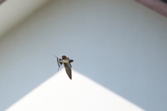 ツバメさん大忙し