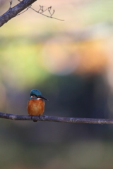 紅葉とカワセミ