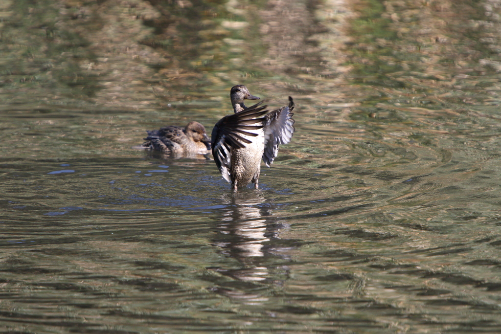 こがものバタバタ
