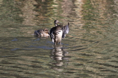こがものバタバタ