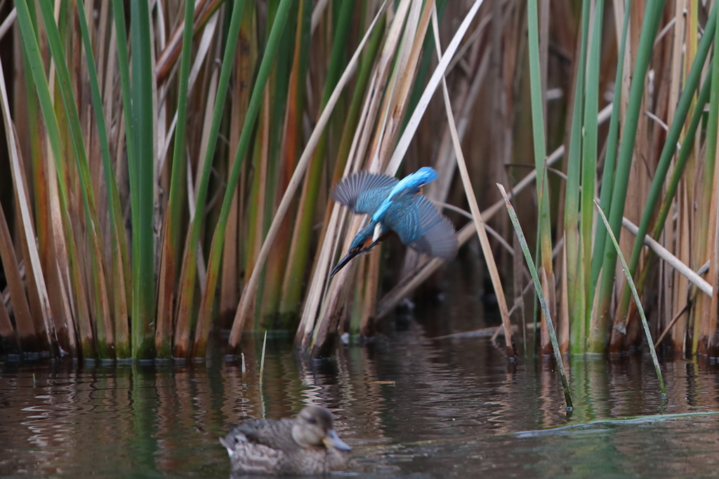 久々のみずがらみ