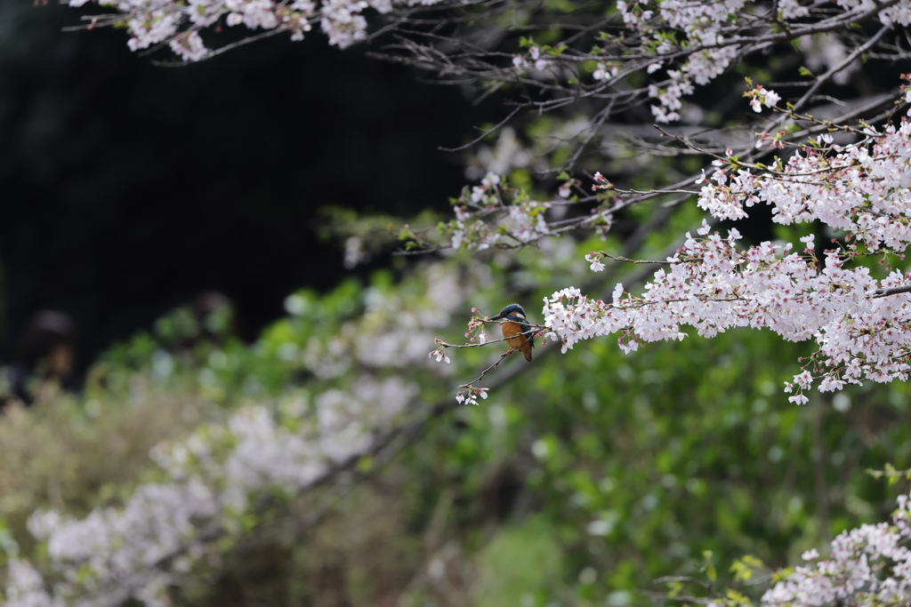 桜かわせみ