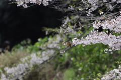 桜かわせみ