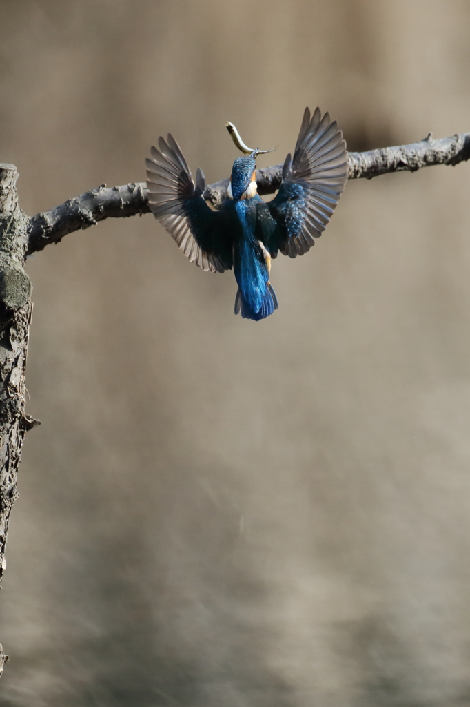 カワセミ飛びつき