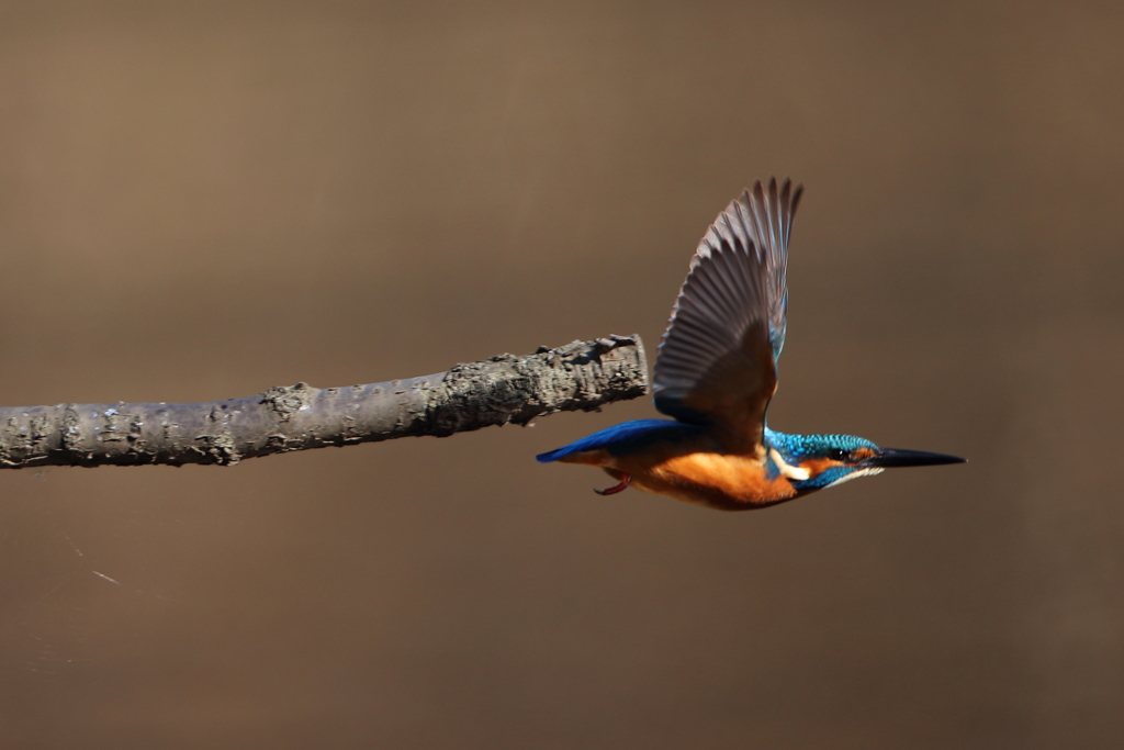 行ってきます。
