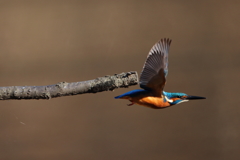 行ってきます。