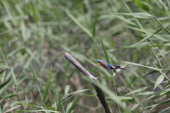 飛び出し