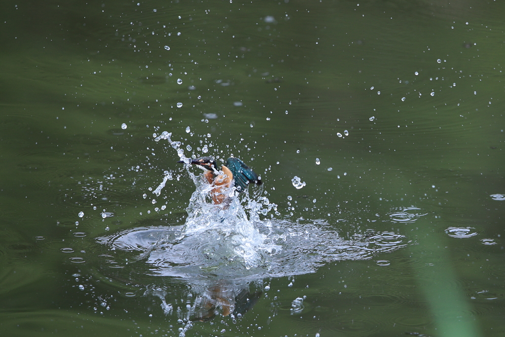 本日のカワセミ