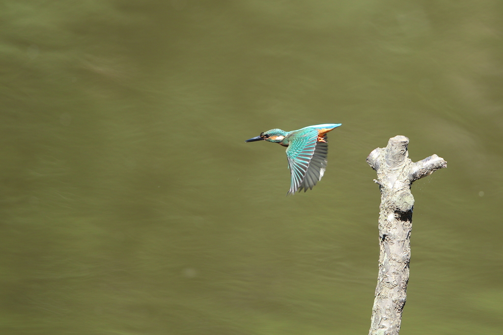本日のカワセミ