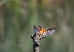 カワセミキック