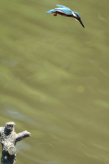 カワセミのふわり