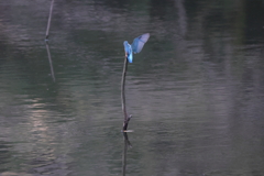 昨日のカワセミ３