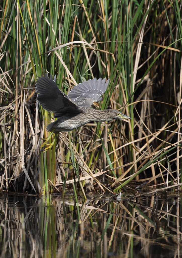 ゴイサギの幼鳥