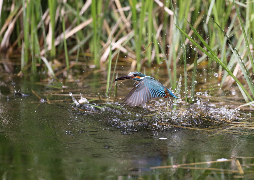 カワセミの水がらみ
