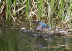 カワセミの水がらみ