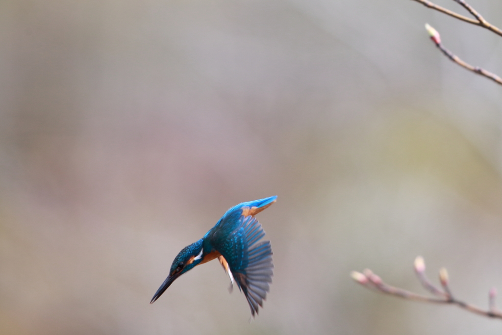 久しぶりの青い鳥