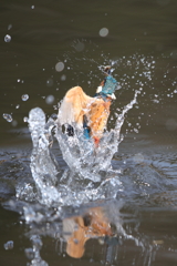 水がらみ