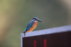 本日のカワセミ