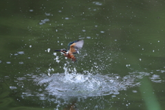 本日のカワセミ2