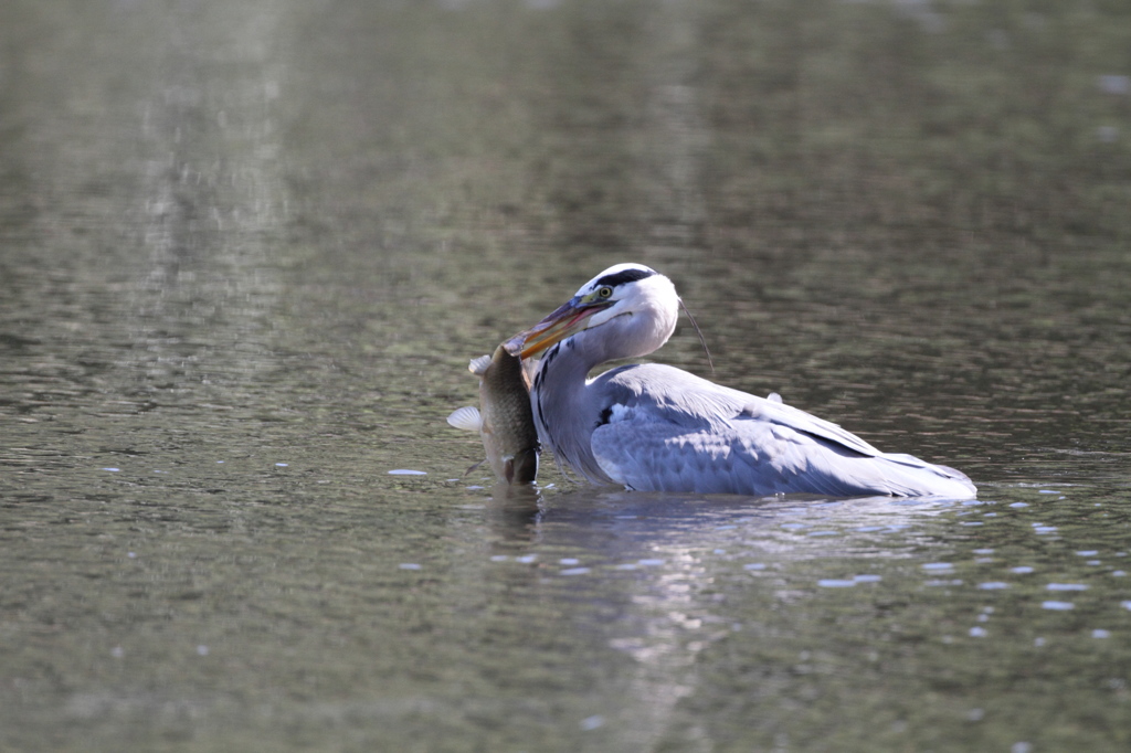 あおさぎがゲッツ
