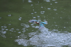本日のカワセミ4