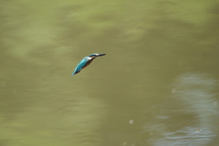 今日のカワセミ