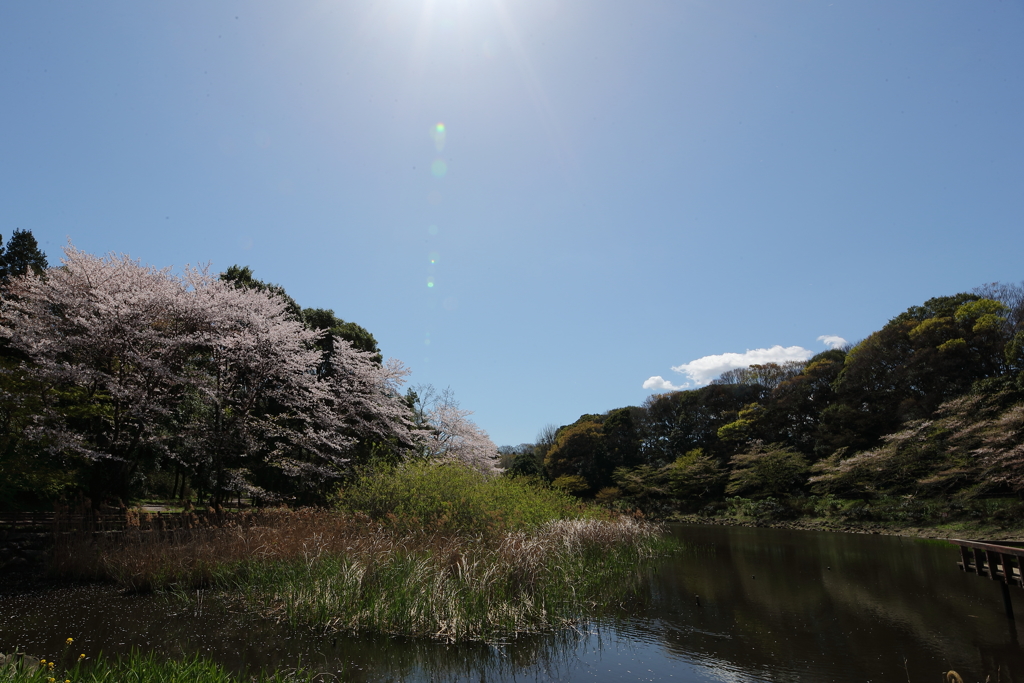 桜もそろそろ終わりますね