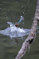 水がらみ